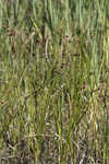 Sturdy bulrush